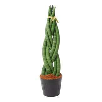 Groenblijvende kamerplant met en opvallende draai, Sansevieria cylindrica, 40 cm hoog, ø10,5