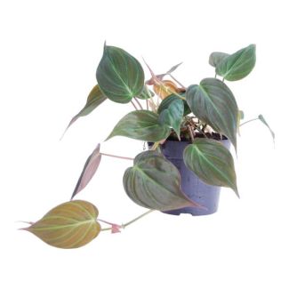 Groene kleine kamerplant Philodendron scandens 'Micans', 25 cm hoog, ø12