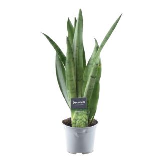 Snake Plant (Sansevieria Spearmint) met slanke, opgaande bladeren, 45 cm hoog, ø12