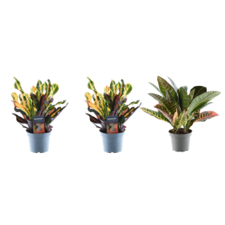 Codiaeum Variegatum-variëteiten set van 3 kamerplanten, ca. 30 cm hoog, ø12