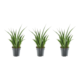 Slangenplant, Ster Sansevieria, Set van 3 Stuks, Vrouwentong,  Sansevieria Kirkii - 38 cm - ø12