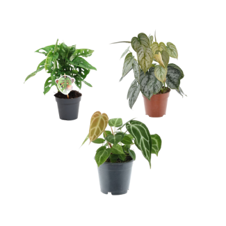 Mix van 3 groene kamerplanten, (Monkey Leaf, Philodendron Brandtianum, Anthurium Chrystallium)