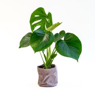 Gatenplant (Monstera) in grijze fluwelen pot