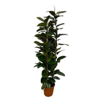 Rubberplant - Ficus Elastica Robusta - Binnenstruik - 170 cm hoog - Ø27 cm