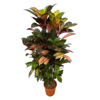 Opvallende Codiaeum (Croton) Iceton vertakt, 130 cm hoog, Ø21cm