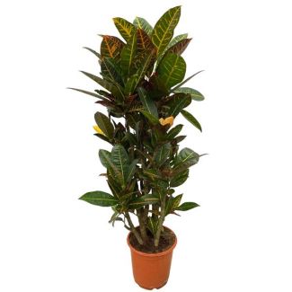 Kleurrijke blikvanger Codiaeum (Croton) Petra, vertakte kamerplant 100 cm hoog, Ø21cm