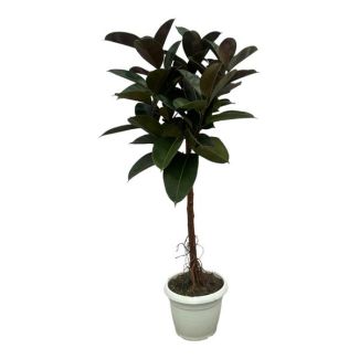 Groenblijvende kamerplant Indische rubberboom (Ficus Elastica Robusta stam), 160 cm hoog, Ø32cm