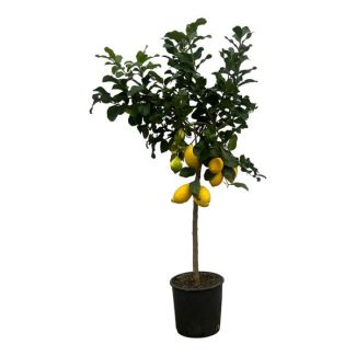 Citrus Lemon (Lemon tree) - 150 cm - Ø24cm