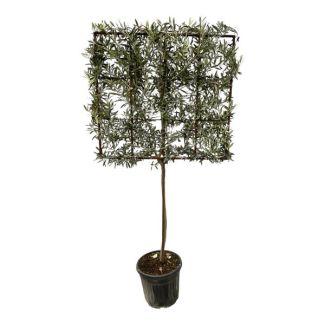 Olea Europaea tree on rack - 225 cm - Ø40cm