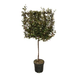 Eleagnus Ebbingei tree on rack - 225 cm - Ø40cm