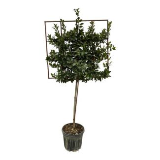 Laurus nobilis tree on rack - 225 cm - Ø40cm