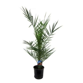 Phoenix Canariensis - 90 cm - Ø15cm