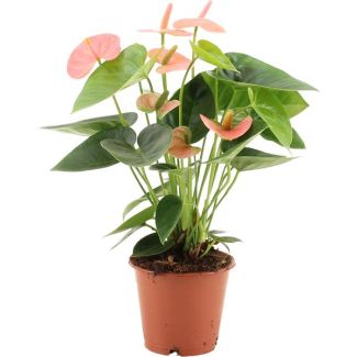 De Flamingoplant, De Liefdesbloem, Tropisch, Kleur Licht Roze, Bloeiende Kamerplant,Anthurium Spirit In Transparant Sleeve - Ø12cm - ↕37cm