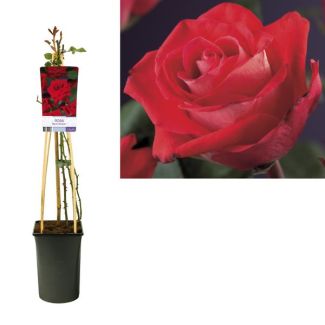 Klimroos, kleur Rood, Rosa 'Red Climber - Ø17cm - ↕75cm