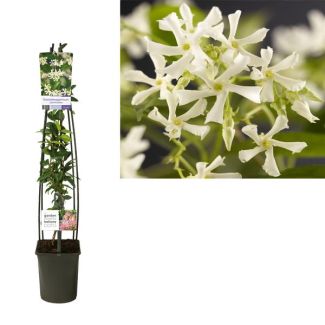 Toscaanse jasmijn of sterjasmijn, kleur wit, Trachelospermum Jasminoides  - Ø23cm - ↕115cm