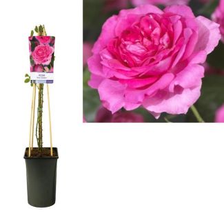 Klimroos Helder Rose, Rosa 'Pink Climber'  - Ø17cm - ↕75cm