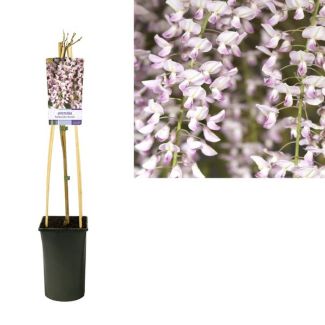 De Rose Japanse Blauwe regen, Wisteria Floribunda 'Rosea'  - Ø17cm - ↕75cm