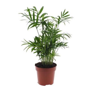 Mexicaanse Dwergpalm, Kamerplant, bergpalm, Chamaedorea Elegans - Ø12 - ↨40cm