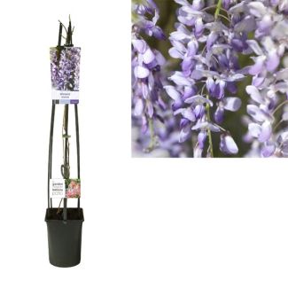 Chinese Blauweregen Wisteria Sinensis, lichtblauw tot diep paarsblauw - Ø23cm - ↕115cm