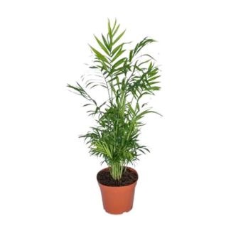 Mexicaanse Dwergpalm, Kamerplant, Palm, Chamaedorea Elegans - Ø17 - ↨55cm