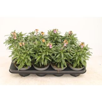 2 stuks Erysimum 'Purple Glow' - 30 cm hoog - bloeiende tuinplant - Paarse Steenraket