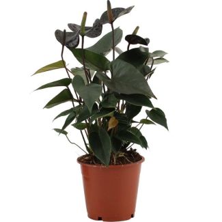 De Flamingoplant, De Liefdesbloem, Tropisch, Kleur Zwart, Bloeiende Kamerplant,Anthurium Black Love- Ø12cm - ↕36cm