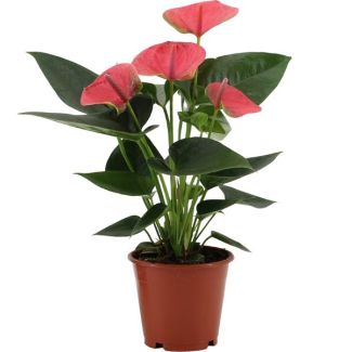 De Flamingoplant, De Liefdesbloem, Tropisch, Kleur Rose, Bloeiende Kamerplant,Anthurium Sweet Dream - Ø12cm - ↕36cm