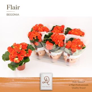 6 stuks Begonia Reina, oranje, Ø14cm - ↕31cm