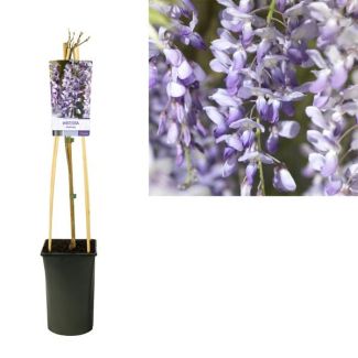 s stuks Chinese Blauweregen Wisteria Sinensis, lichtblauw tot diep paarsblauw - Ø17cm - ↕75cm