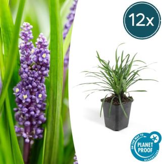 Liriope muscari  Big Blue  - ↕10-25cm - Ø9cm - 12x