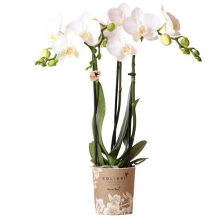 2 stuks Witte Vlinderpracht: Amabilis Orchidee in Ø9cm Pot, Vlinderorchidee, 35 cm hoog