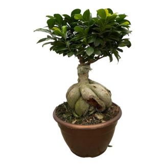 Donkergroene kamerplant gordijnvijg (Ficus Microcarpa Ginseng), ca. 50 cm hoog, Ø25cm
