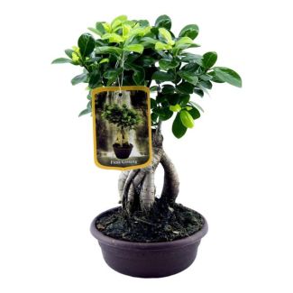 Elegante kamerplant Ficus Microcarpa Ginseng, ca. 30 cm, Ø17cm
