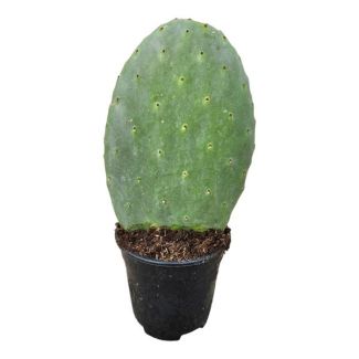 Opuntia Cactus, hoogte ca. 40 cm, Ø17cm, cactus voor binnen