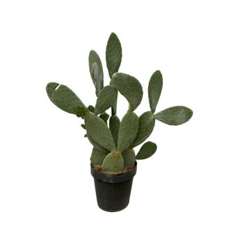 Opvallende vijgcactus met hoogte van 140 cm (Opuntia Ficus Indica), Ø50cm
