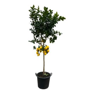 Limoen boom - Citrus Lemon - 260 cm - Ø50cm