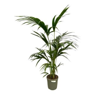 Elegante kamerplant Kentia palm, 130 cm hoogte, Ø21cm