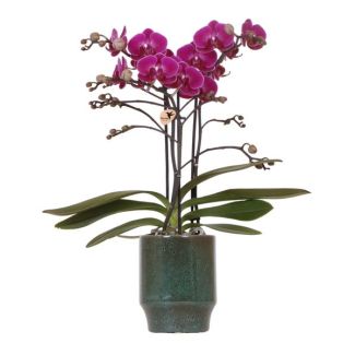 Vlinder Orchidee, Pot Morelia Classy Groen, Kleur Paars, Bloeiende Kamerplant,  Phalaenopsis Orchideeën, Potmaat Ø9cm