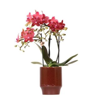 Vlinder Orchidee Congo , Pot Classy red/bruin, Kleur Roze/Rood,, Bloeiende Kamerplant,  Phalaenopsis Orchideeën, Potmaat Ø9cm