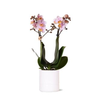 Vlinder Orchidee  Andorra, Met Pastel Pot Wit, Kleur Roze,, Bloeiende Kamerplant,  Phalaenopsis Orchideeën, Potmaat Ø9cm