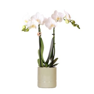 Vlinder Orchidee  Amabilis, Met  Pastel Pot Groen, Kleur Wit,, Bloeiende Kamerplant,  Phalaenopsis Orchideeën, Potmaat Ø9cm