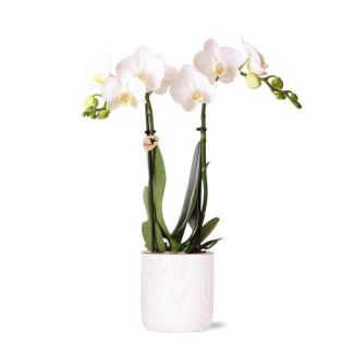 Vlinder Orchidee  Amabilis, Met  Leaf Pot Roze,, Kleur Wit,, Bloeiende Kamerplant,  Phalaenopsis Orchideeën, Potmaat Ø9cm