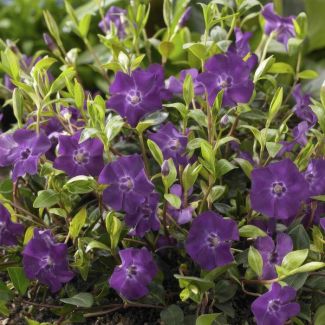 20 potten kleine maagdenpalm met paarse bloemen (vinca minor)