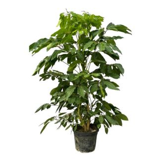 Groene kamerplant Schefflera Amate, Vingerboom voor binnen, 220 cm hoog, Ø48cm
