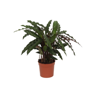 40 cm hoge pauwenplant Calathea Elgergrass, Ø12cm