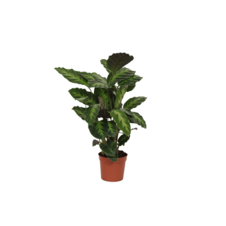 Groene kamerplant Calathea Misto met hoogte van 40 cm,  Ø12cm