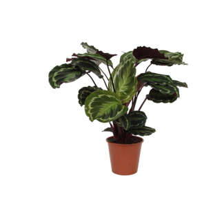 Opvallende kamerplant Calathea Medallion van ca. 80 cm, Ø19cm