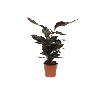 Calathea Sanderiana plant voor in de kamer, 80 cm hoog en Ø19cm