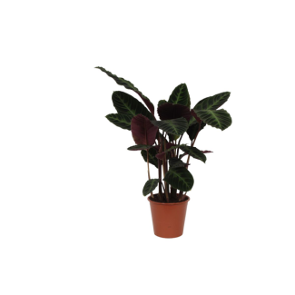 Pauwenplant/schaduwplant met paars groene bladeren,  80 cm hoog, Ø19cm, Calathea warscewiczii