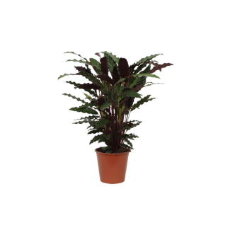 Kamerplant Calathea Wavestar, ookwel Pauwenplant, 80 cm hoog, Ø19 cm